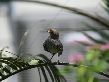 Close-up of bird perching on plant