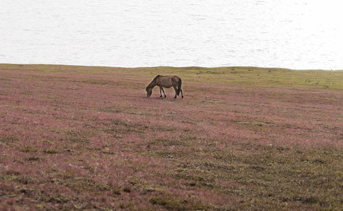 Horse in a field