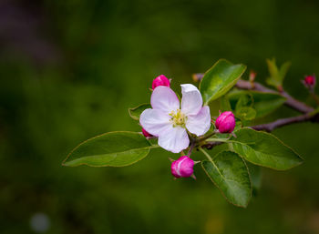 Close-up of pink flower blooming outdoors