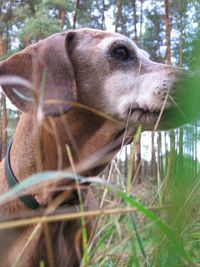 Close-up of horse in grass