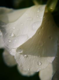 Close-up of water drops on leaf