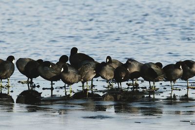 Flock of birds in lake