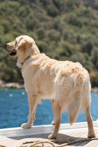 Labrador retriever standing on pier by river