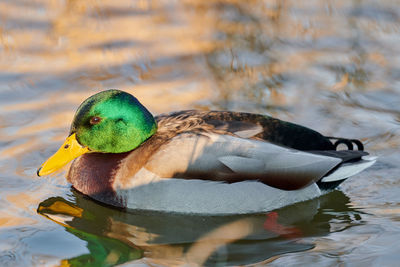 Male mallard waterfowl bird dabbling in pond or river. close up of anas platyrhynchos, mallard duck