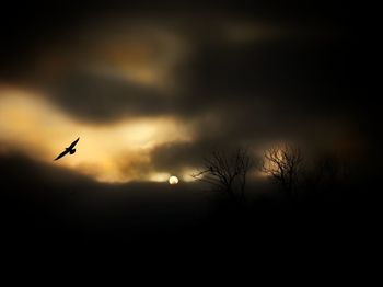 Silhouette bird flying against sky during sunset