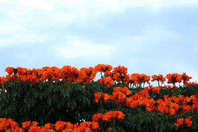 Close-up of orange flowers blooming against sky