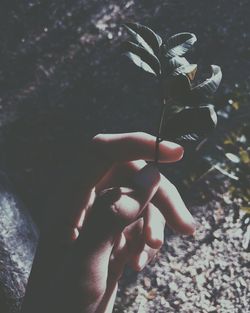 Close-up of woman hand holding leaf