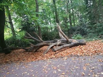 Trees in forest during autumn