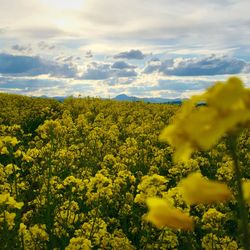 Scenic view of field against cloudy sky
