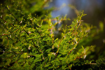 Close-up of fresh green leaves on field