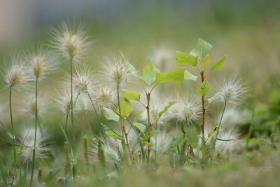 Close-up of flowers growing in field