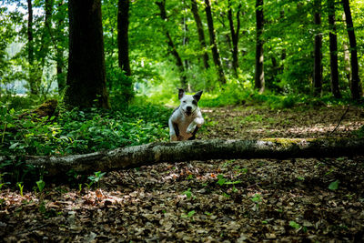 Cat sitting in a forest
