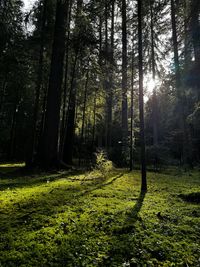 Low angle view of trees in forest