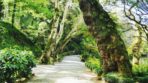 Footpath amidst trees in forest