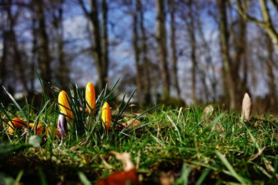 Close-up of flowering plants on field