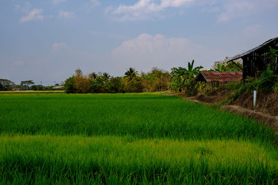 Scenic view of rice field against sky