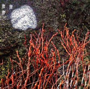 Plants growing in the dark