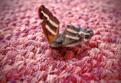 Close-up of insect on fabric