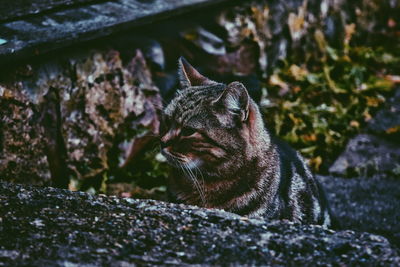 Close-up of a cat looking away