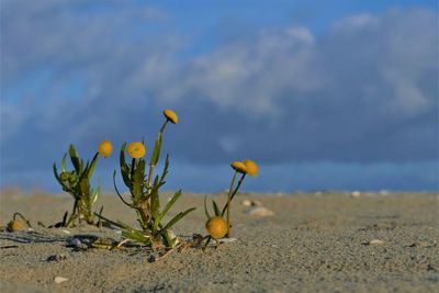 Close-up of yellow flowers on beach against sky