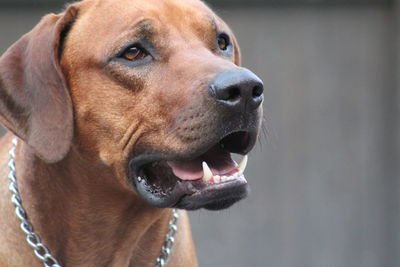 Close-up of dog looking away