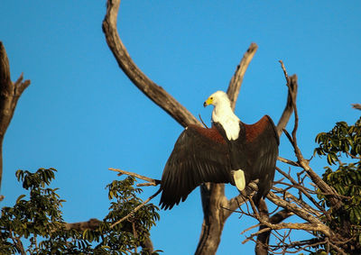 Low angle view of eagle perching on tree against clear sky