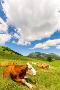 Cow standing on field against sky