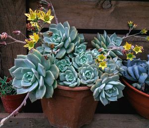 High angle view of potted plants