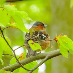 Close-up of bird perching on branch