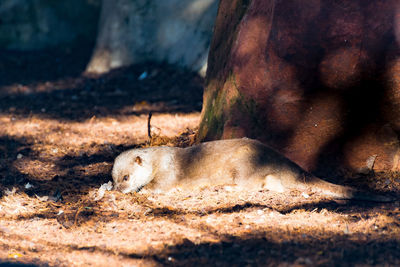 View of sleeping resting on field