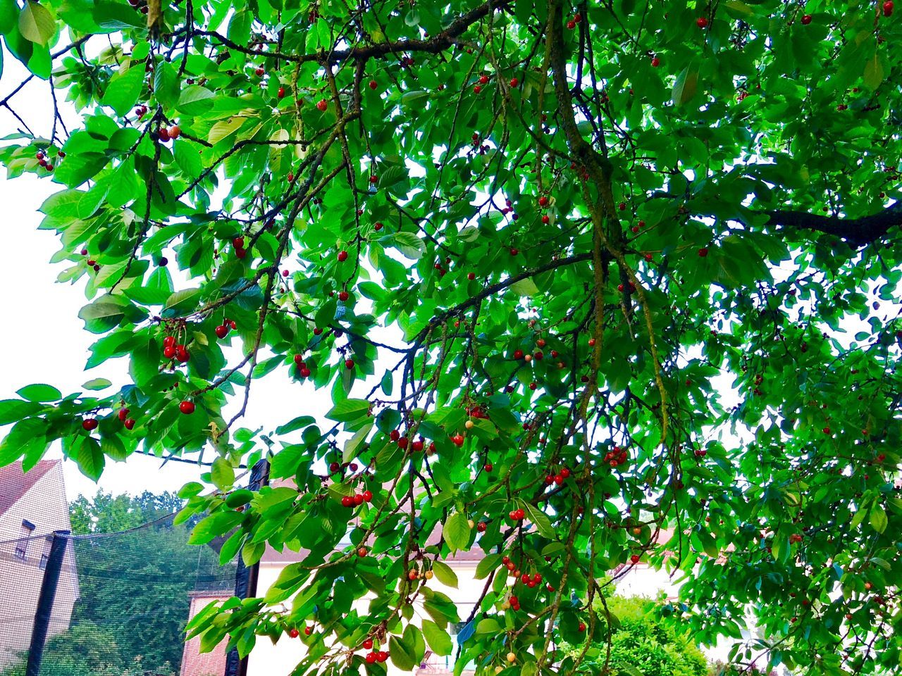 plant, tree, growth, green color, leaf, plant part, branch, fruit, healthy eating, low angle view, nature, food and drink, beauty in nature, day, no people, freshness, food, wellbeing, red, outdoors, ripe