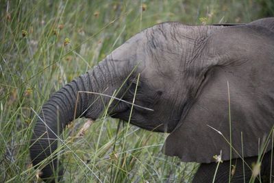 View of elephant on field