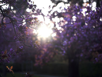 Sun shining through trees