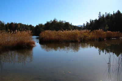 Scenic view of lake by trees against clear sky