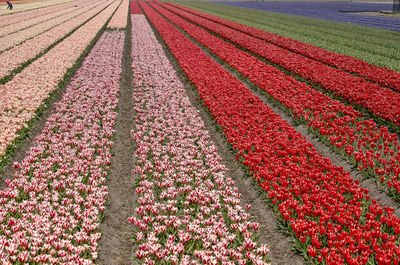 High angle view of red tulips in field