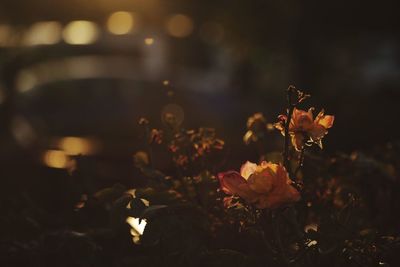 Close-up of flowers blooming outdoors