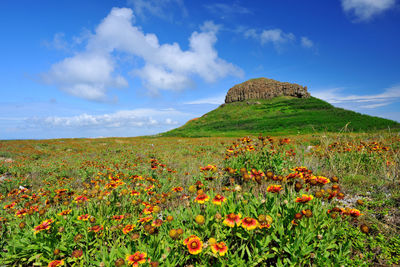 View of flowers growing in field