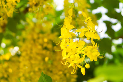 Close-up of yellow flowering plant