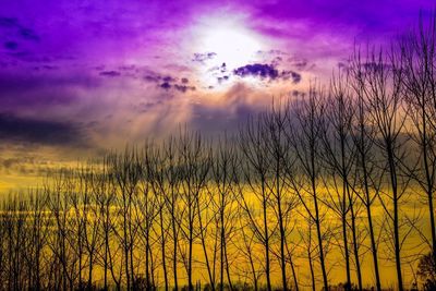 Plants growing on land against romantic sky at sunset