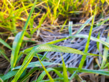 Close-up of grass