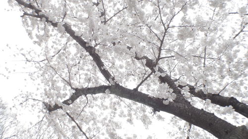 Low angle view of apple blossoms in spring