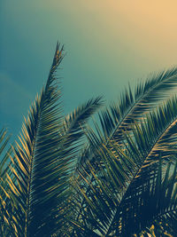 Low angle view of palm tree against sky