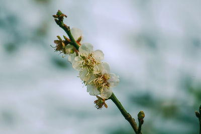 Close-up of cherry blossom on tree