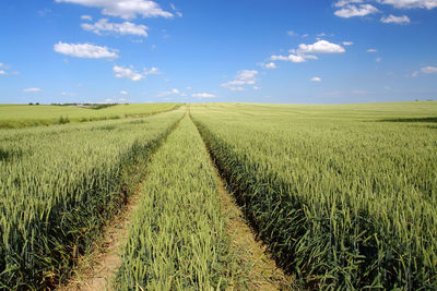 Field of ripening winter wheat corn