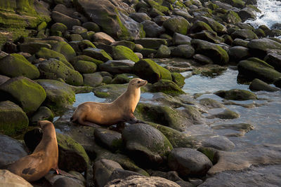 View of turtle on rocks at sea shore