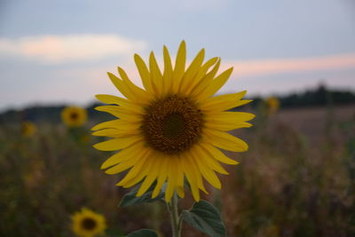 Close-up of sunflower on field against sky