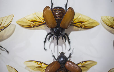 Close-up of butterfly on table