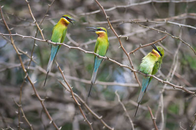 Bird perching on branch