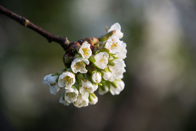 Close-up of white flowering plant