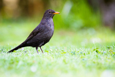 Close-up of bird perching on grass